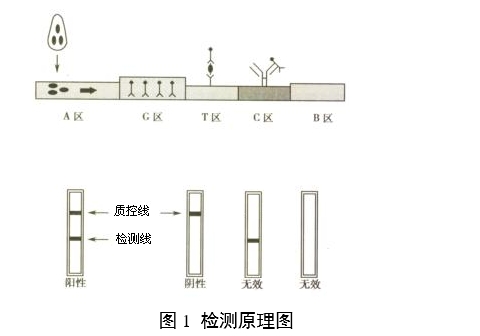 人絨毛膜促性腺激素檢測試劑（膠體金免疫層析法）注冊審查指導(dǎo)原則（2024年修訂版）（2024年第21號）(圖1)